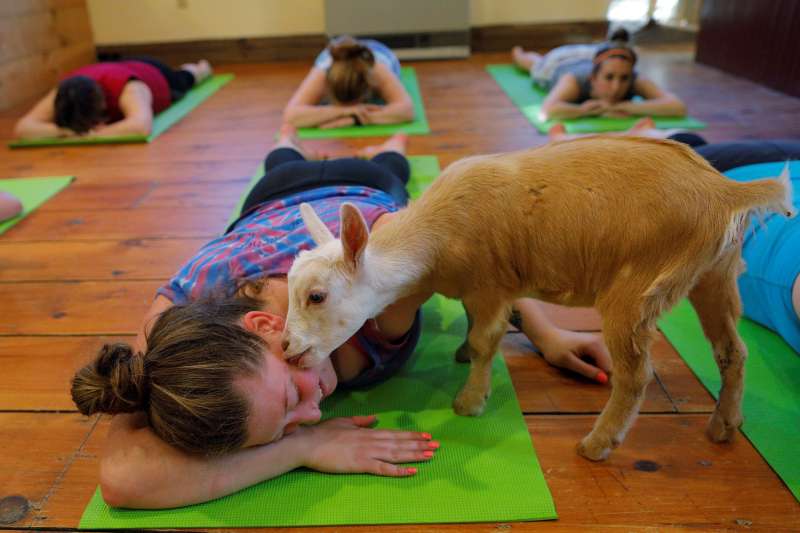 A goat licks Julia Lewis during a yoga class with eight students and five goats at Jenness Farm in Nottingham, New Hampshire, U.S., May 18, 2017.