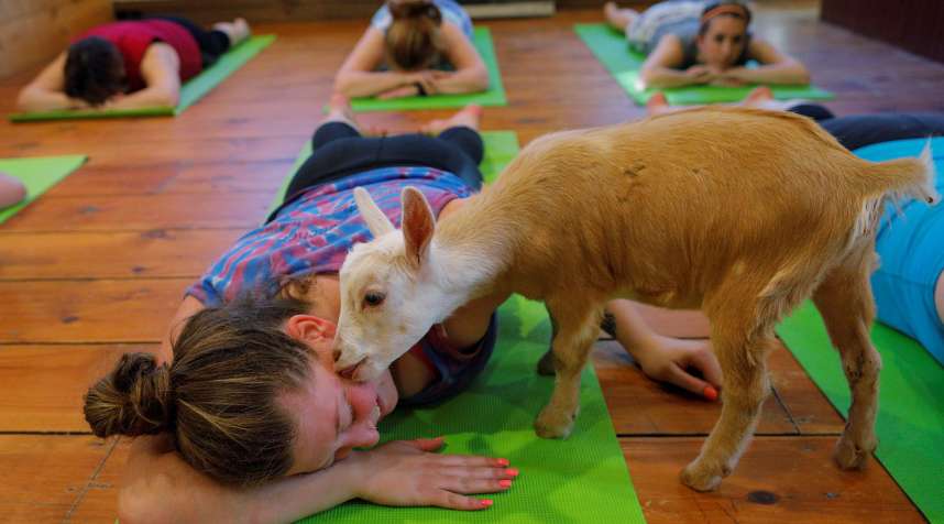 A goat licks Julia Lewis during a yoga class with eight students and five goats at Jenness Farm in Nottingham, New Hampshire, May 18, 2017.