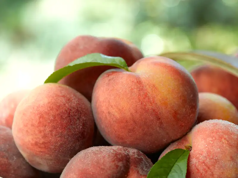 Peach Prices Rise After State Loses Majority of Crop Money