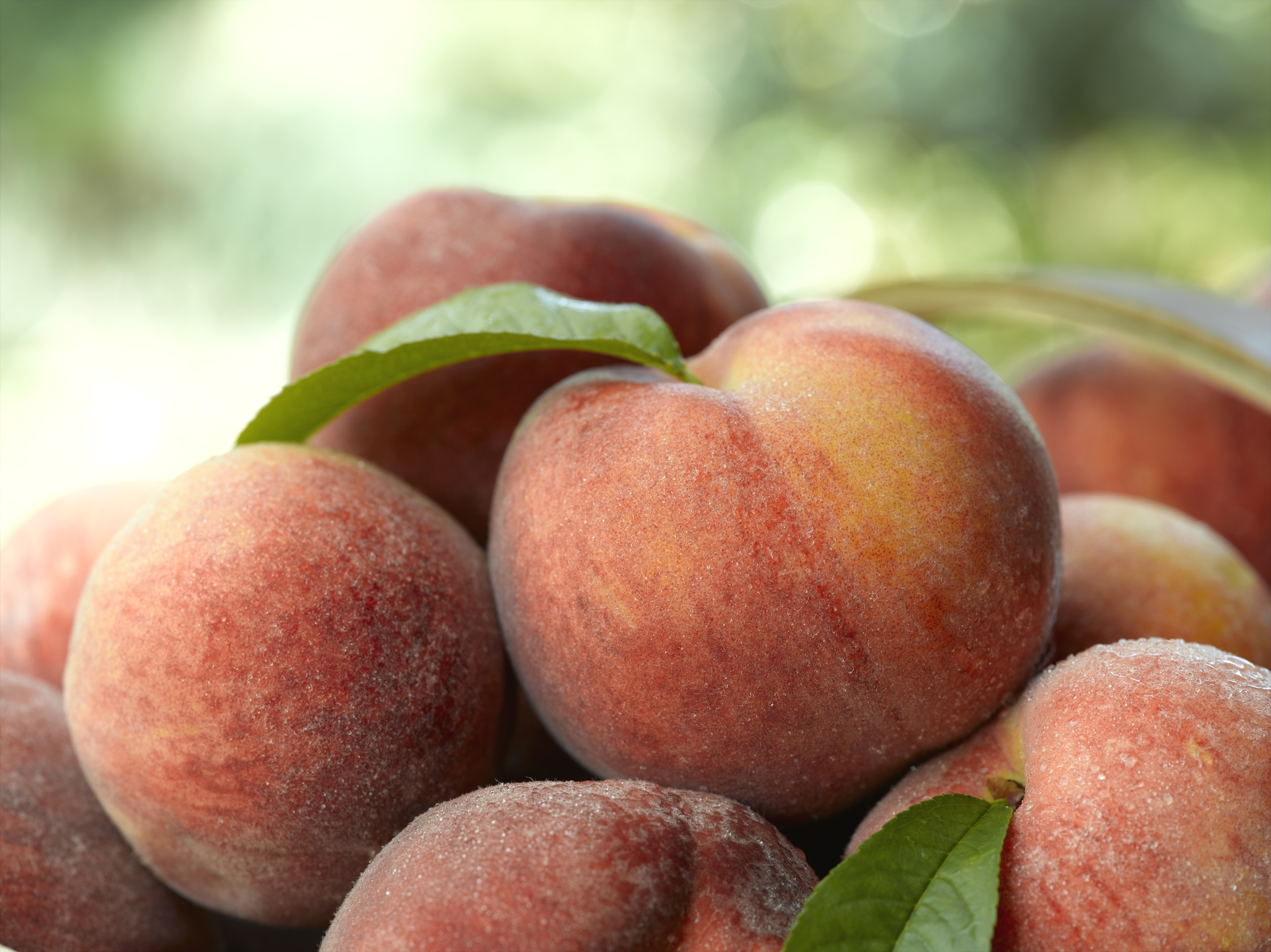 Georgia Peach Prices Are Rising After the State Lost Most of Its Crop