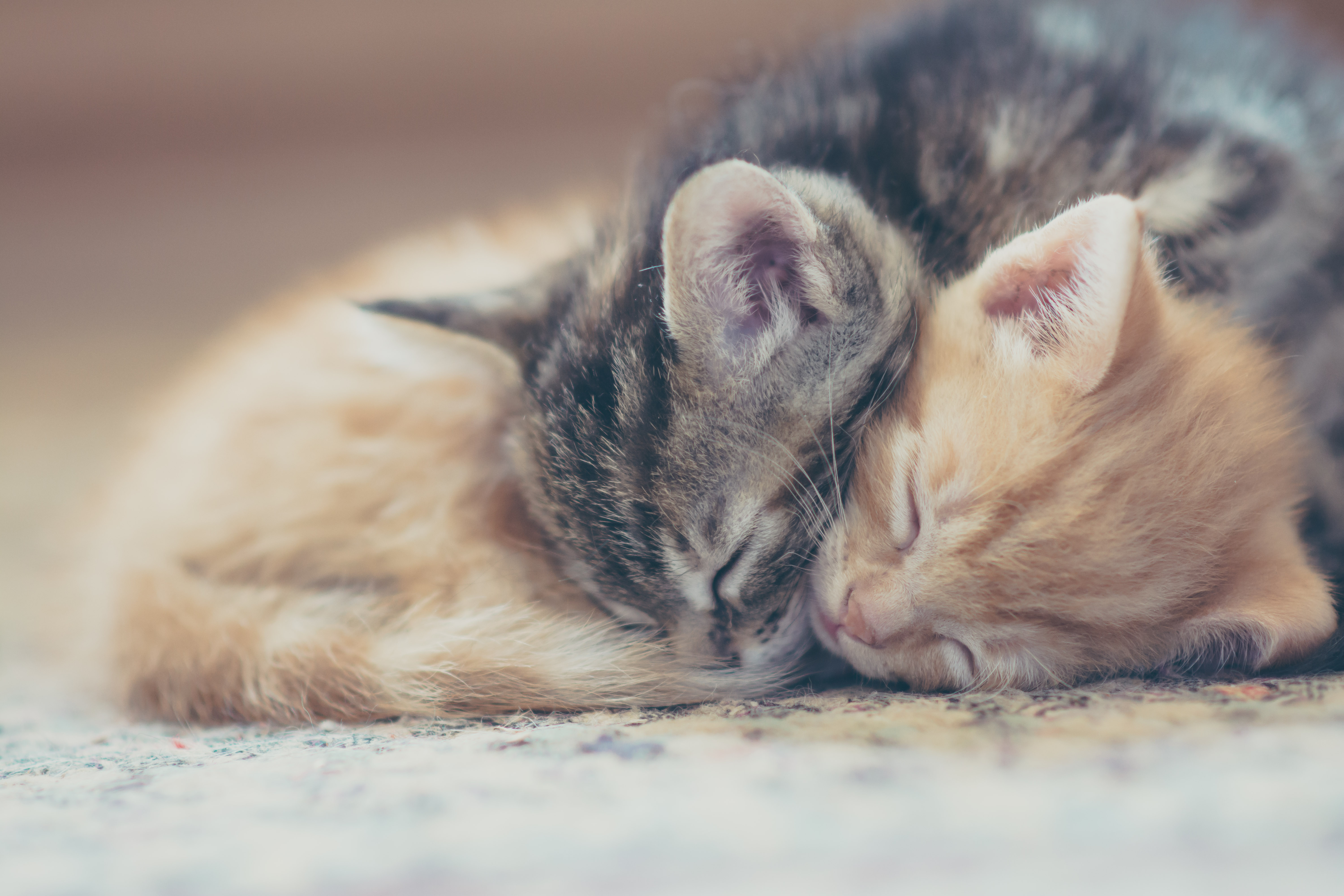You Can Get a Real Job Cuddling With Cats All Day