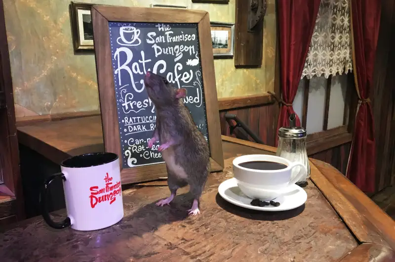 rat-cafe