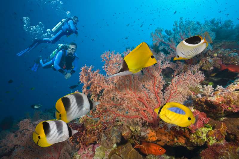 Two Scuba Divers on Great Barrier Reef