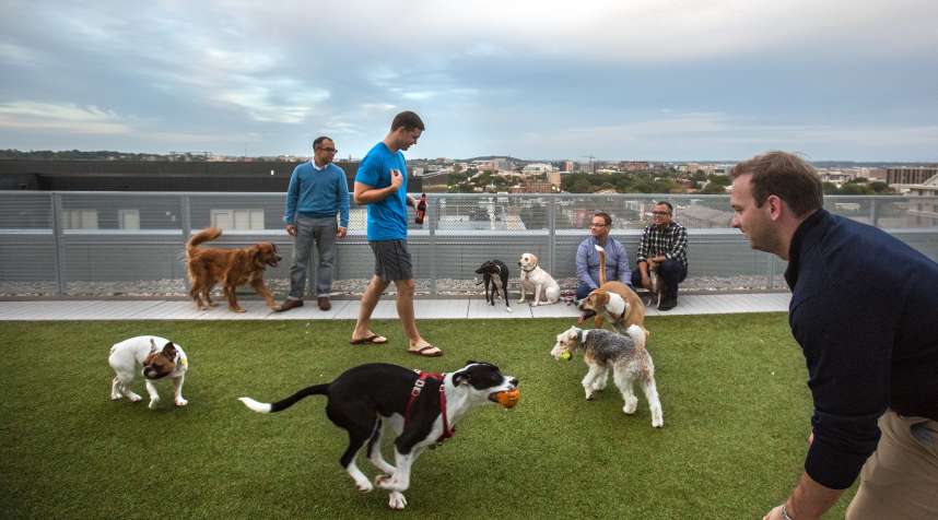 The rooftop dog park at City Market at O Street apartments is busy at the end of the workday, October 7, 2016, in Washington, DC. As new apartment buildings continue sprouting around downtown DC, developers know that a large percentage of renters in the city have dogs and make their choices of buildings based largely on pet-friendliness.