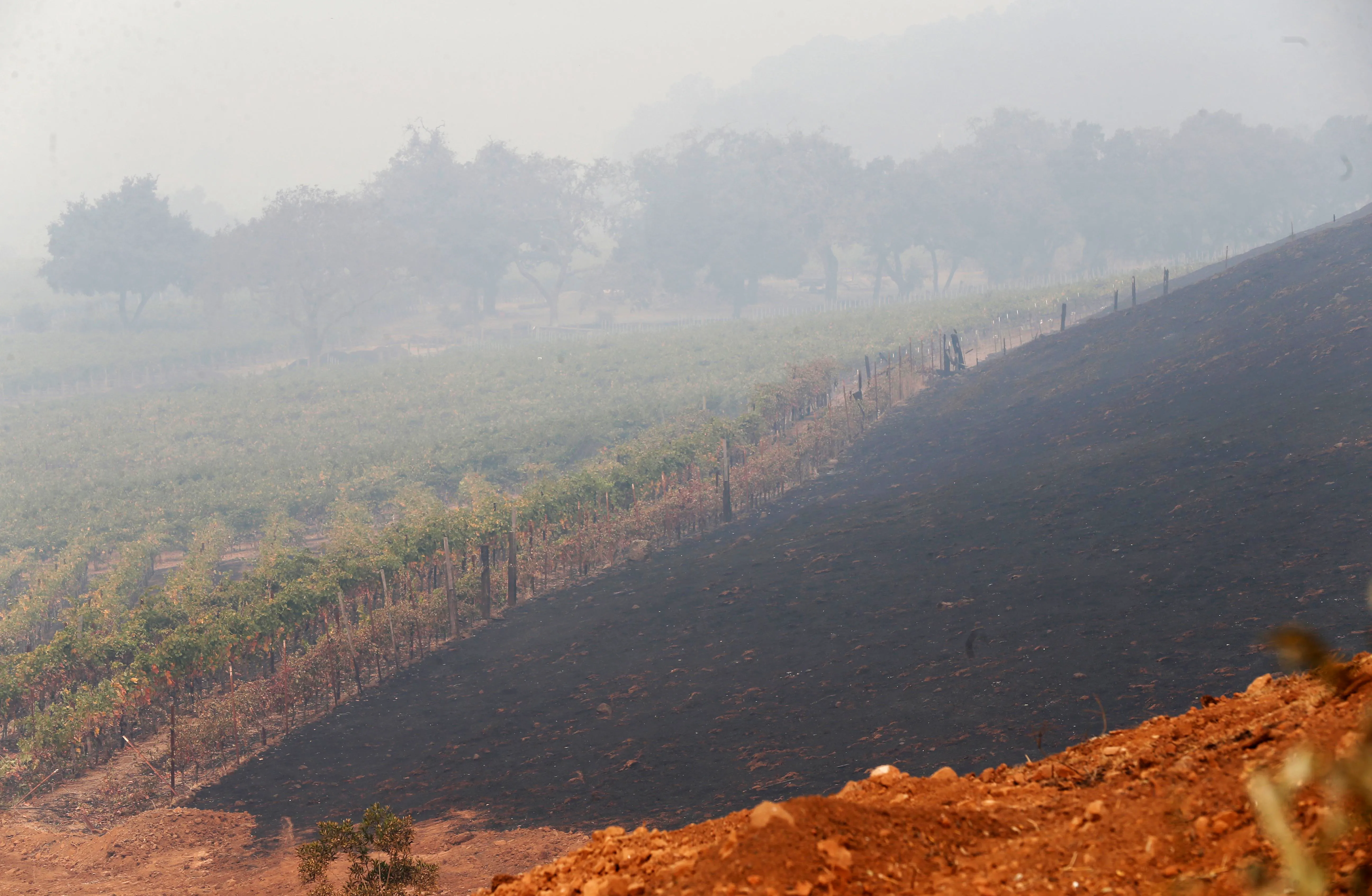 How California's Wildfires Are Affecting the Wine Market