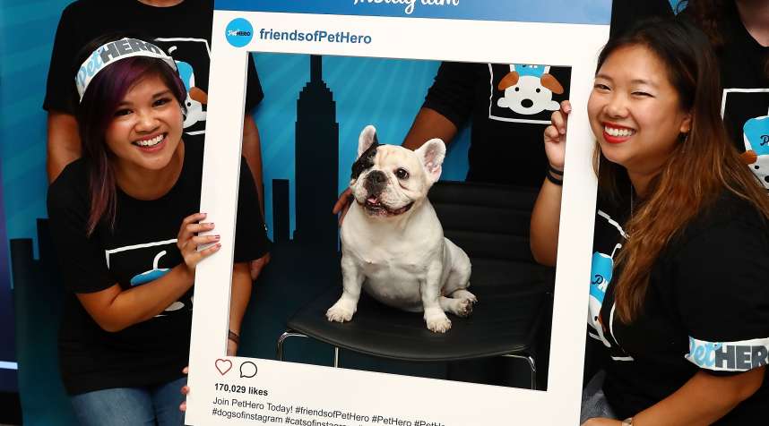 French bulldog 'Manny The Frenchie' attends Time Inc.'s PetHero Pet Party to benefit animals impacted by the recent hurricanes at 225 Liberty on September 28, 2017 in New York City.