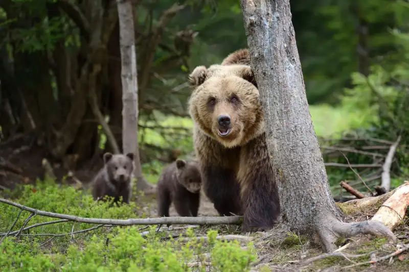 Brown bear and cub