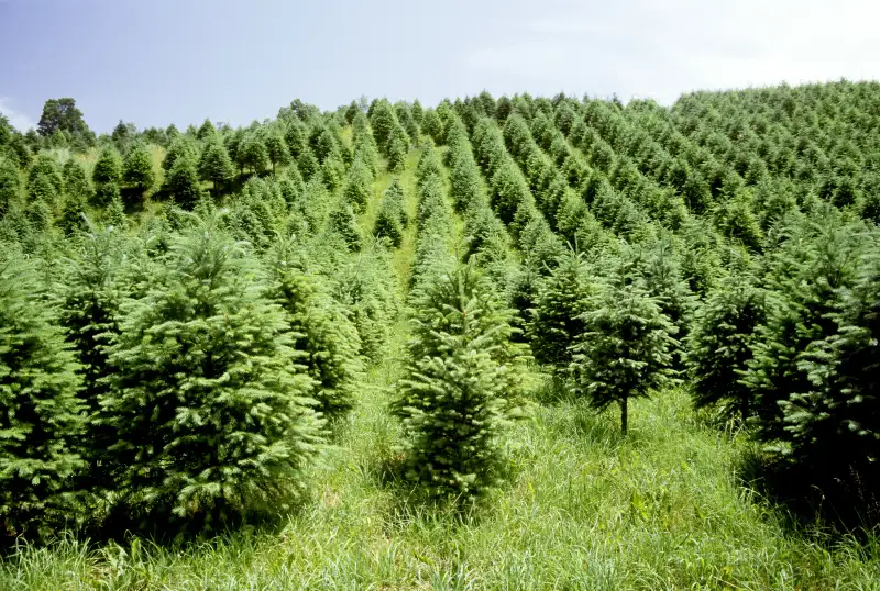 A Christmas tree farm in the Catskill mountains, New York.