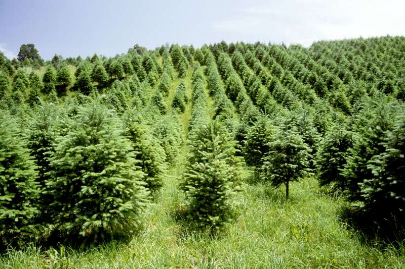 A Christmas tree farm in the Catskill mountains, New York.