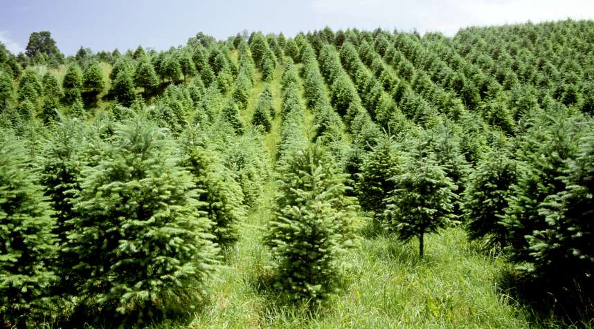 A Christmas tree farm in the Catskill mountains, New York.