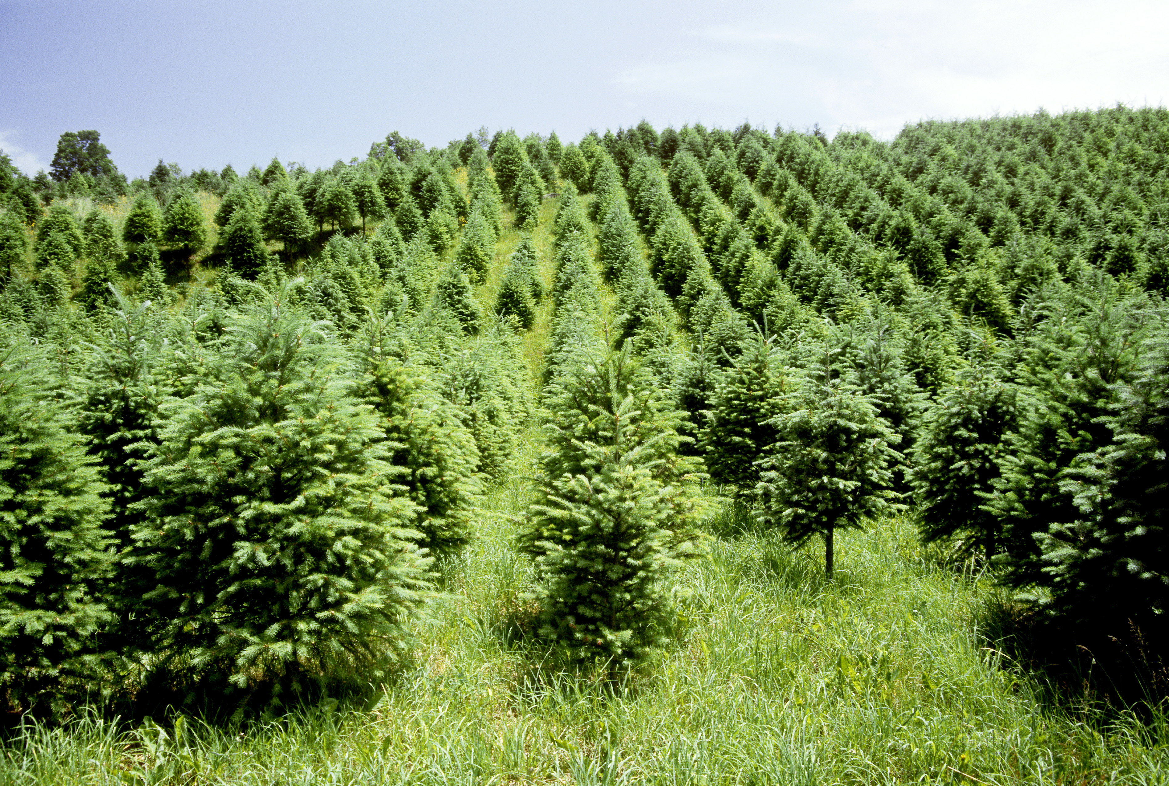 Your Christmas Tree Will Be More Expensive This Year. Here's Why
