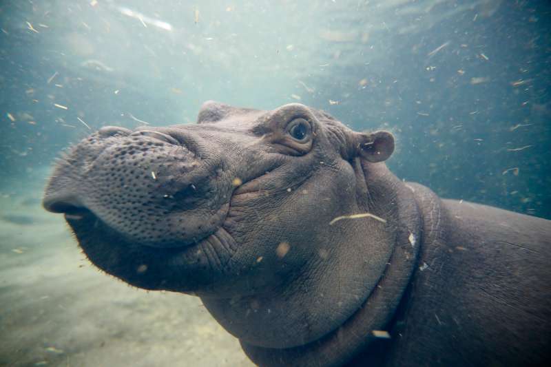Fiona, a Nile hippopotamus plays in her enclosure at the Cincinnati Zoo.