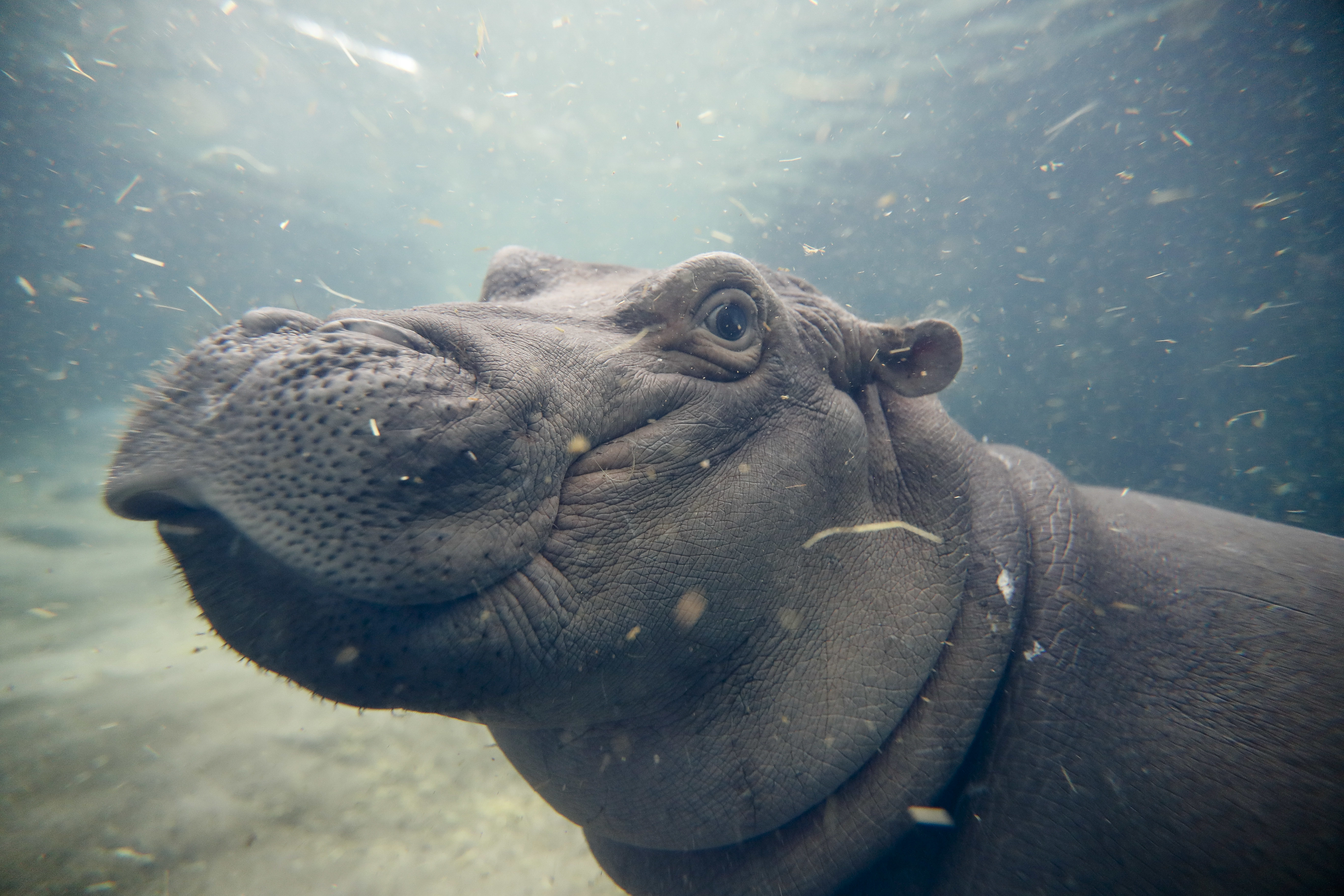 Fiona the Hippo Has Sold Nearly $500,000 in Merchandise for the Cincinnati Zoo