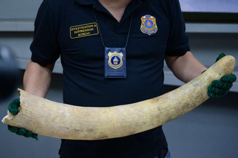 Thai authorities seized African elephant tusks