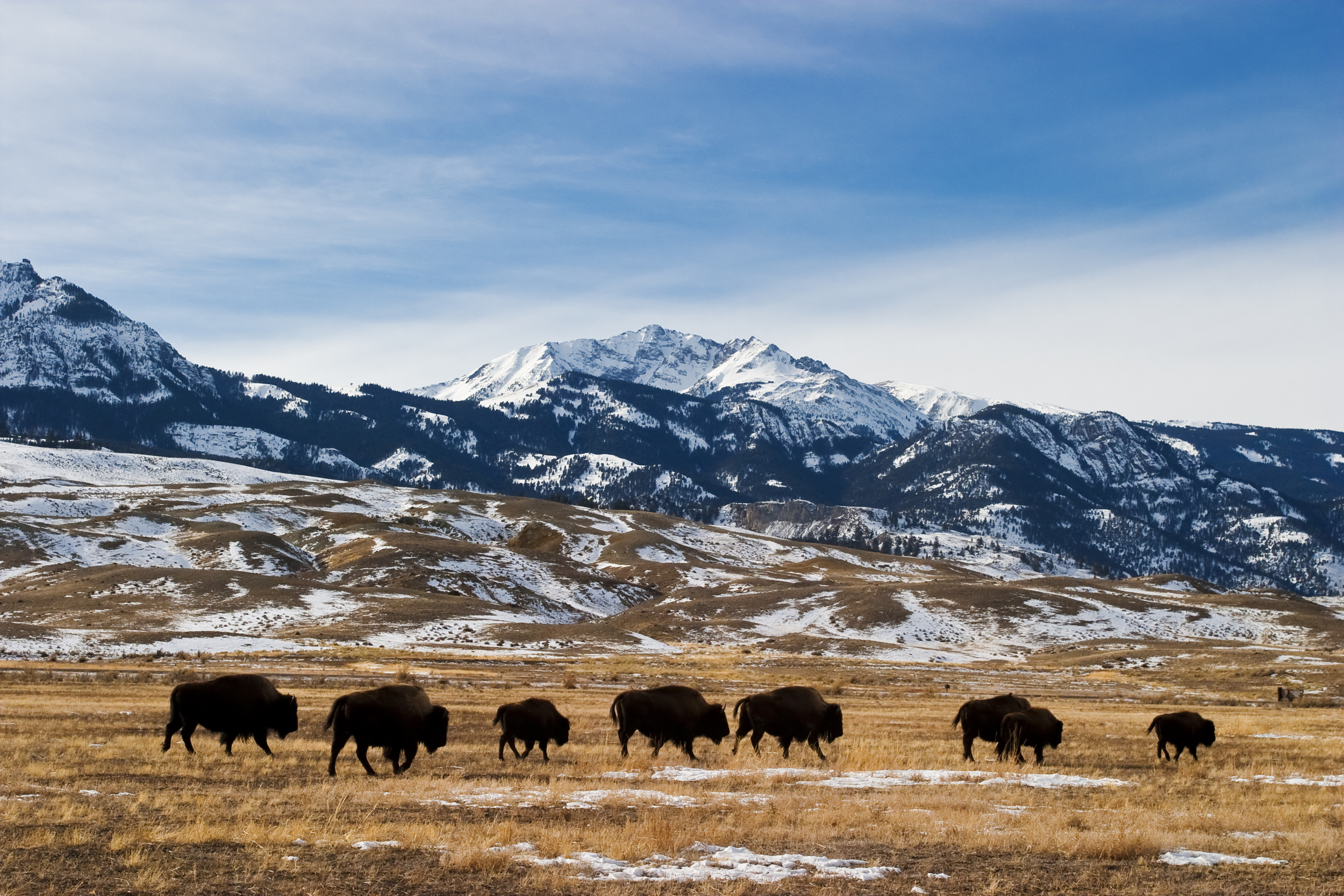 Bison Migration