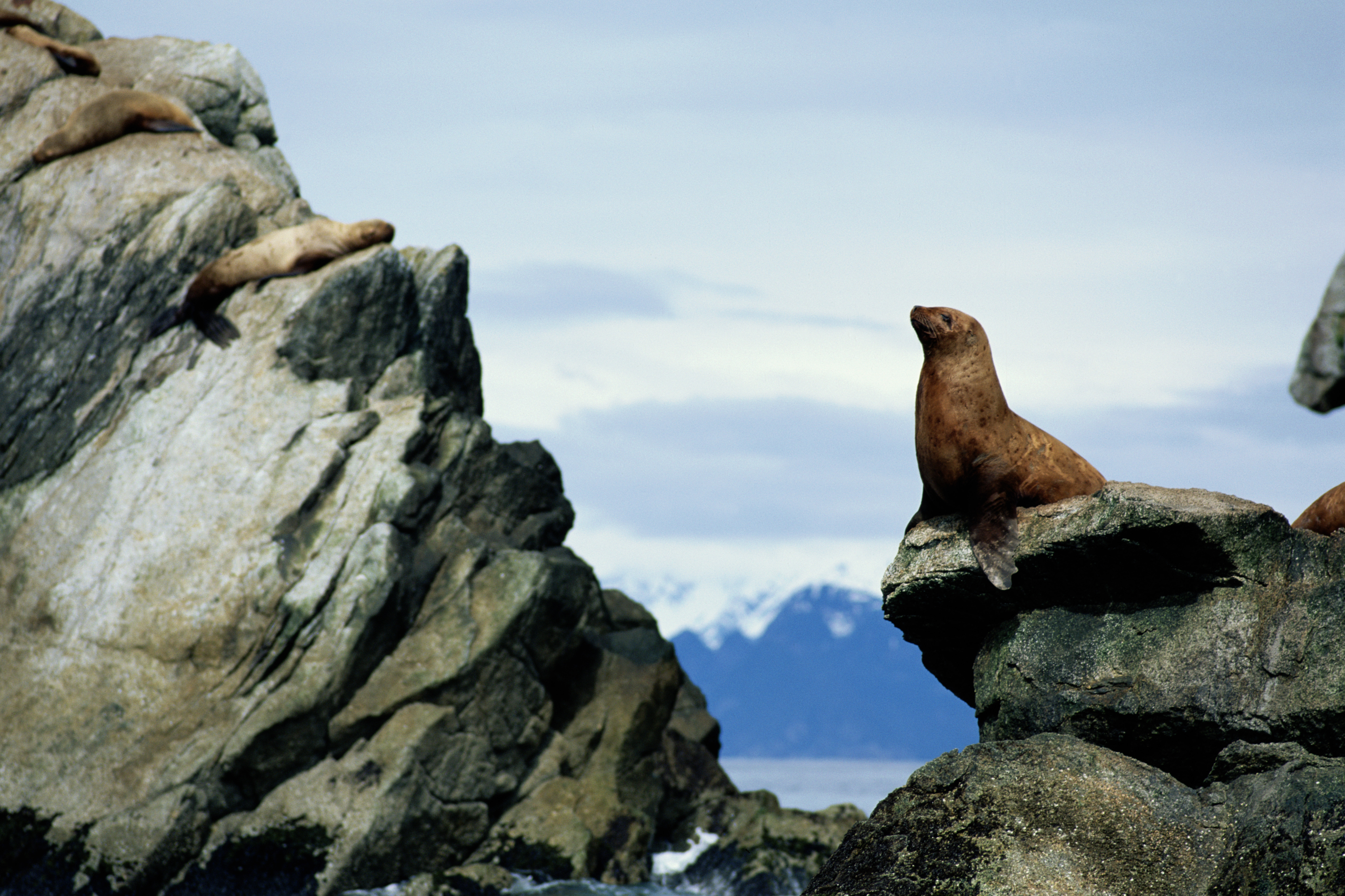 Steller's sea Lion (Eumetopiasjubatus) preparing to dive, Kenai Fjords