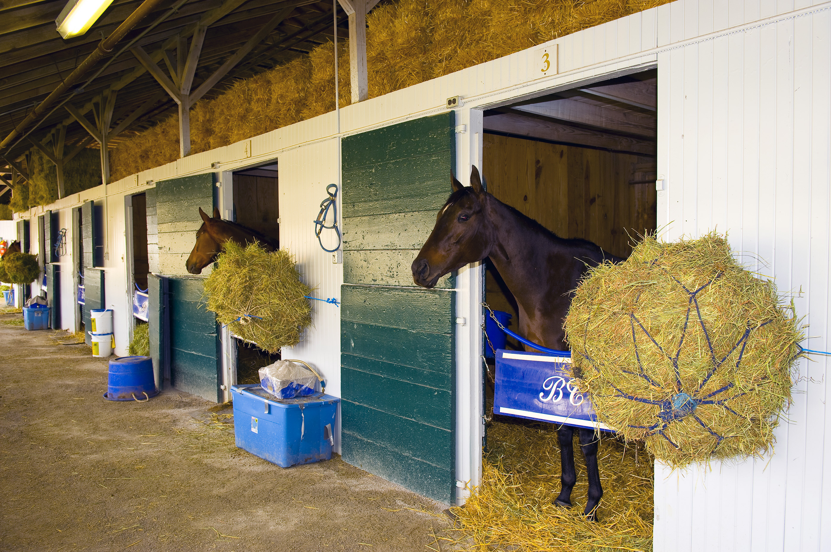 Horses in the stables at Keeneland Race Course