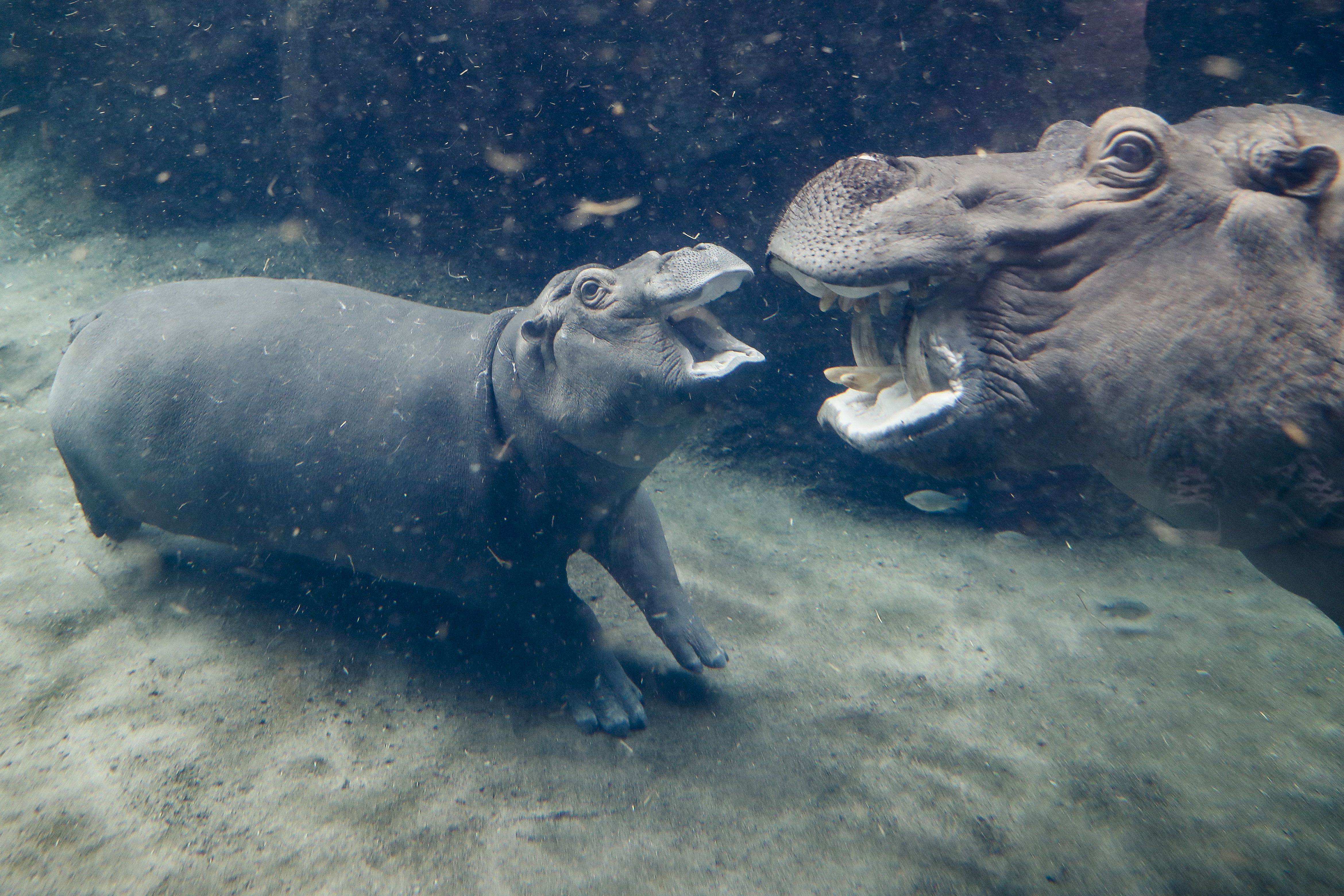 Zoo Hippo Fiona, Cincinnati, USA - 02 Nov 2017