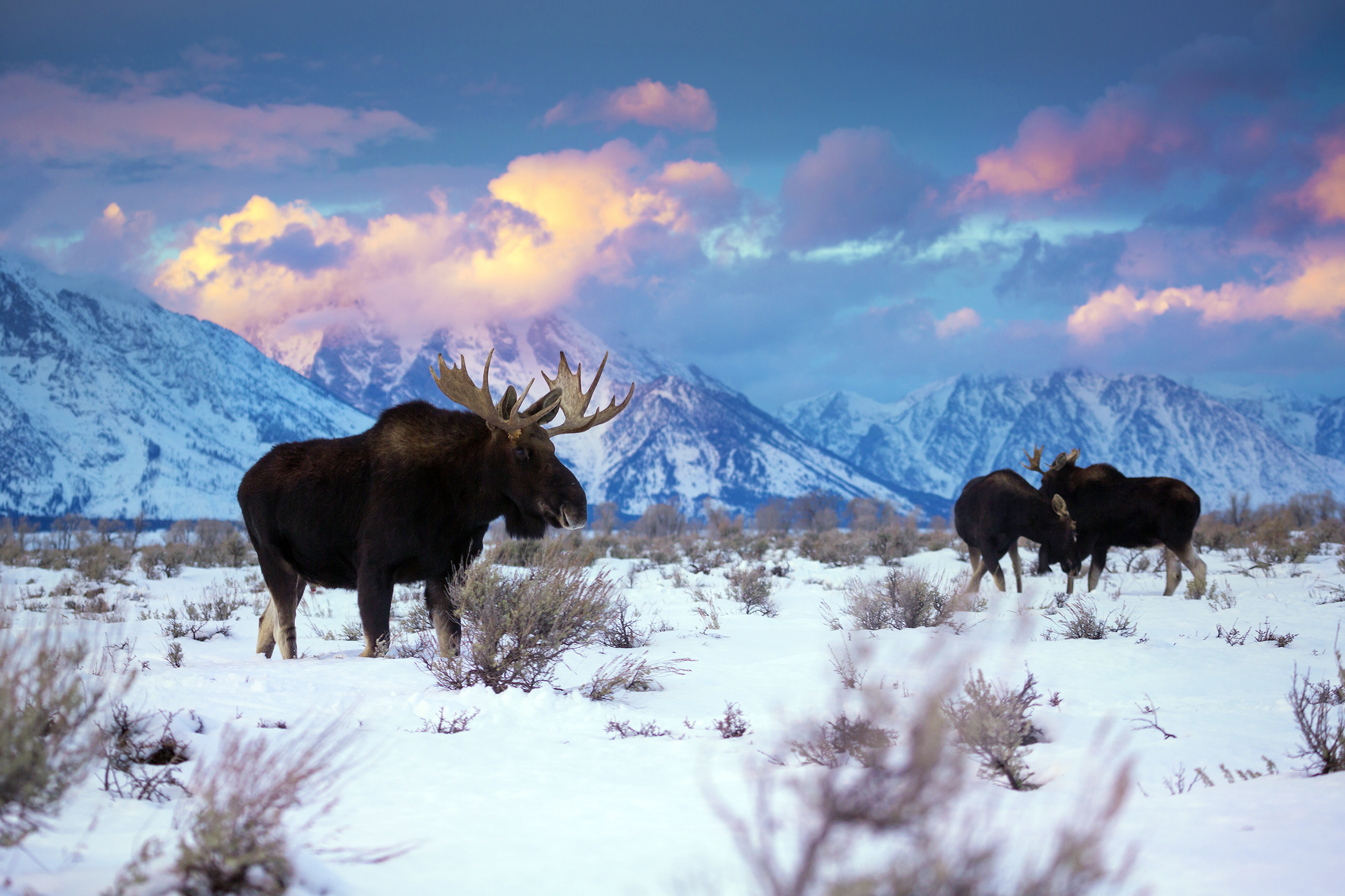 Elk in the Teton range