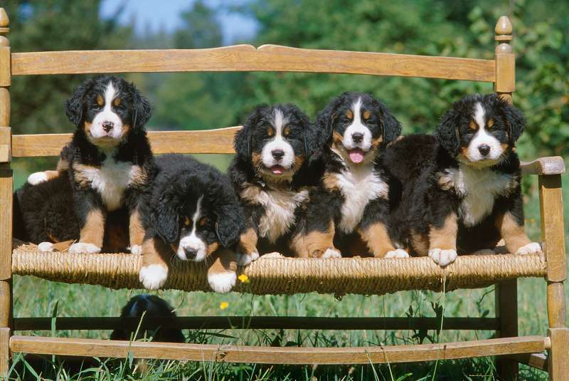 Bernese mountain dog puppies on a bench in a meadow