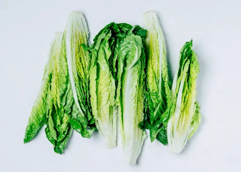 Romaine lettuce