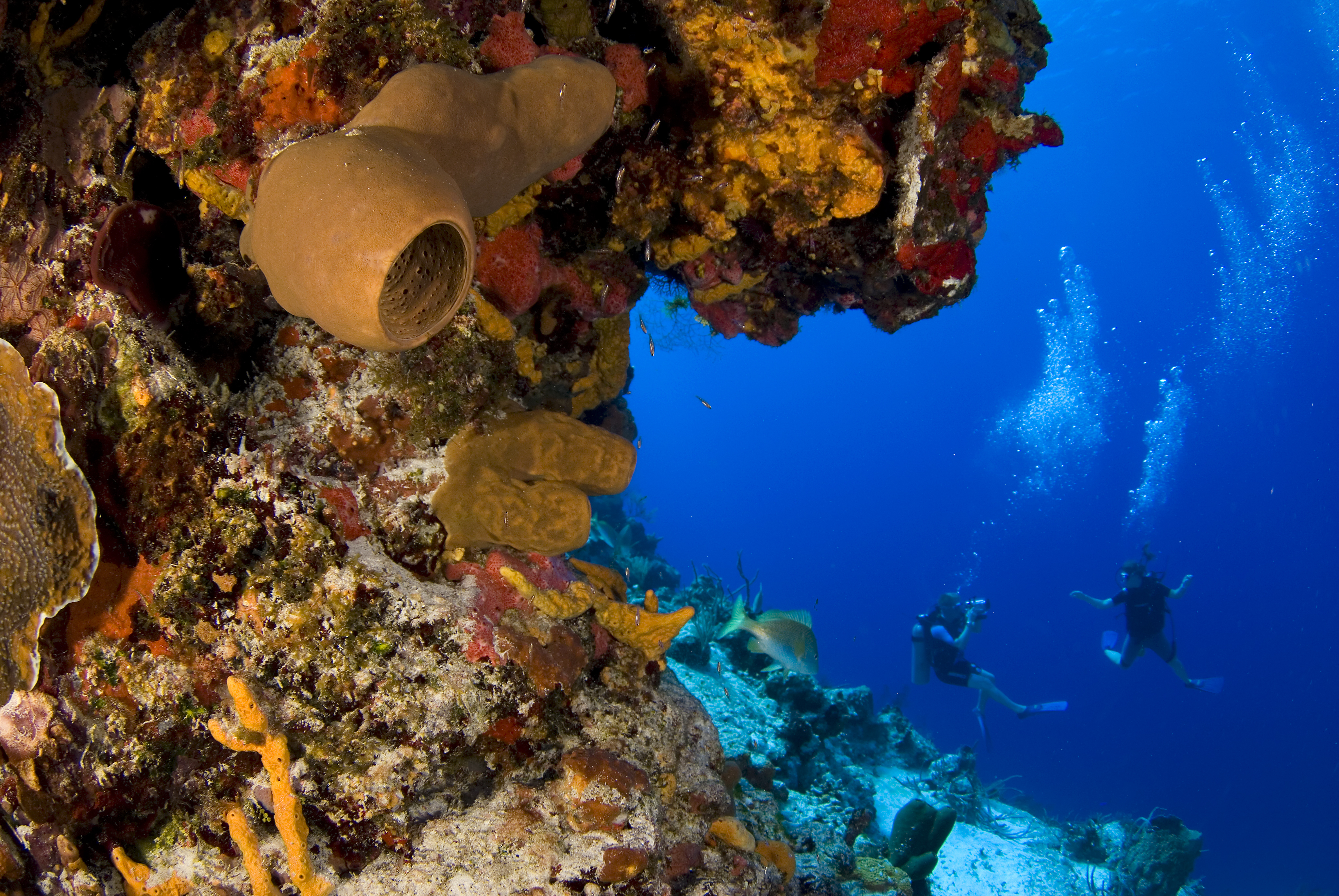Scuba divers by sea sponge colony on reef, Cozumel Island Riviera Maya, Mexico, Caribbean sea
