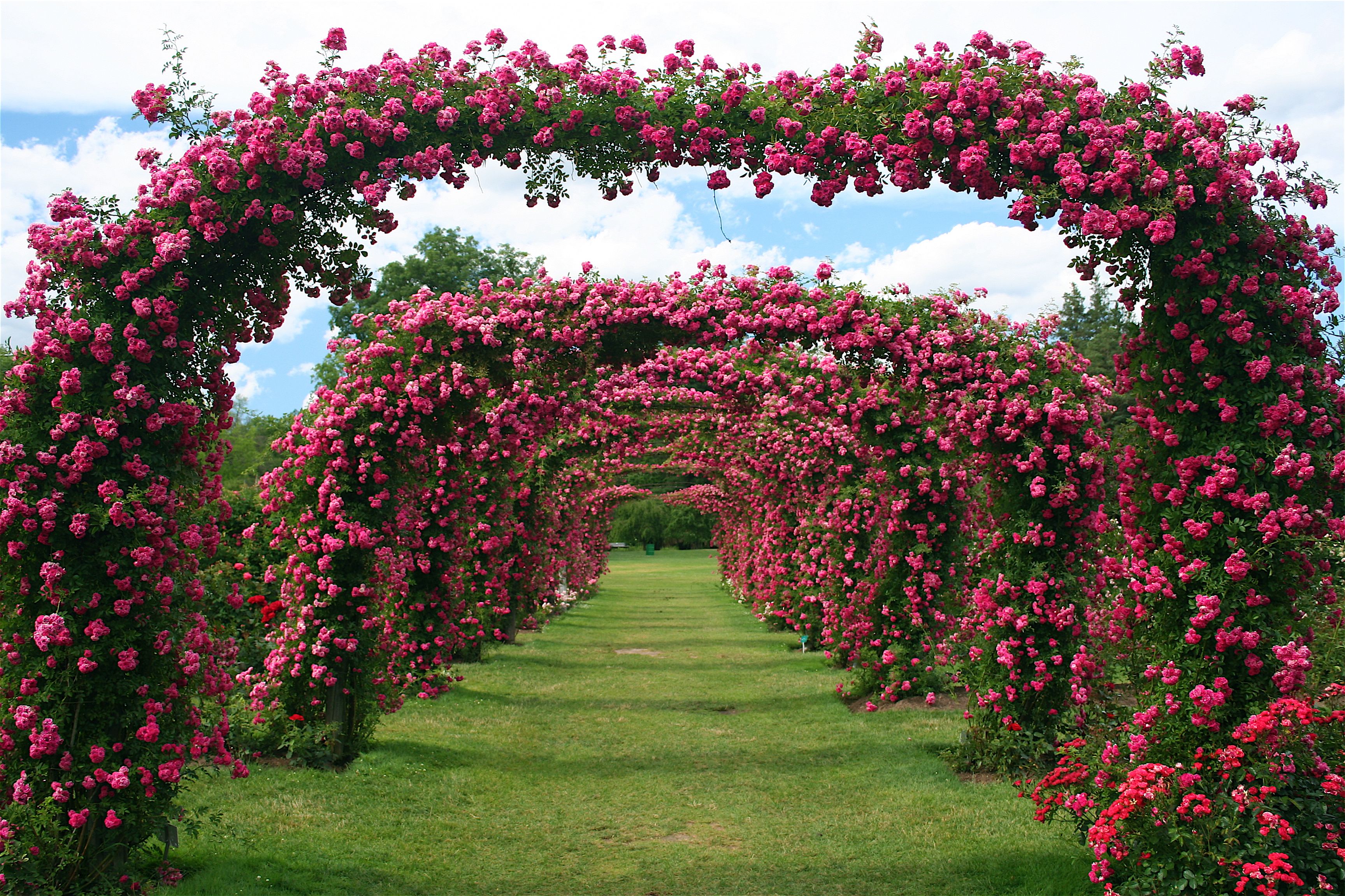 Elizabeth Park Conservancy Rose Arches