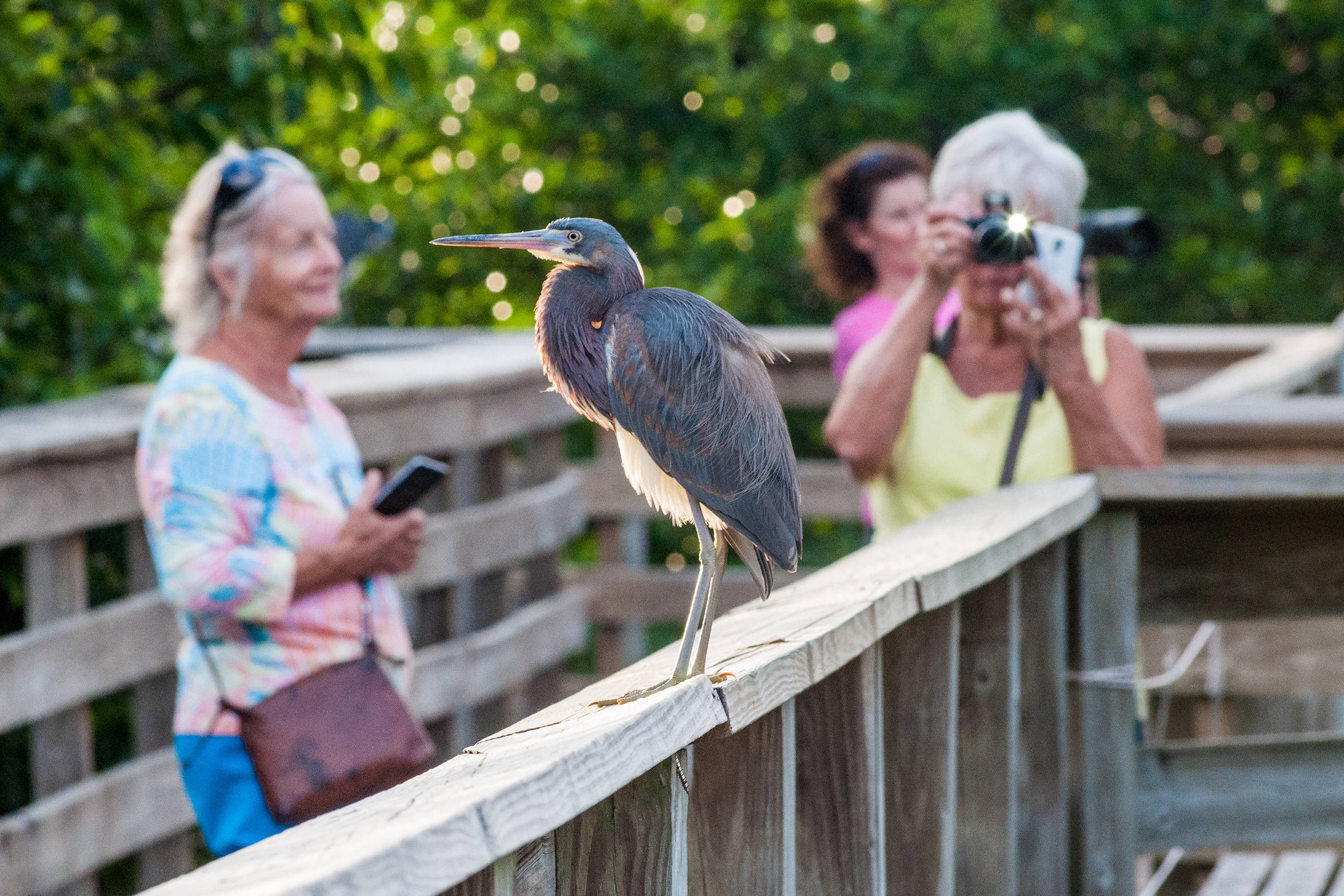 Wakodahatchee Wetlands is a reserve in Delray Beach, with a mile long loop boardwalk over the ponds. Since the birds nest sometimes within touching distance of the boardwalk, they are well acclimated to humans. Here a tri colored heron lands on the boardwalk