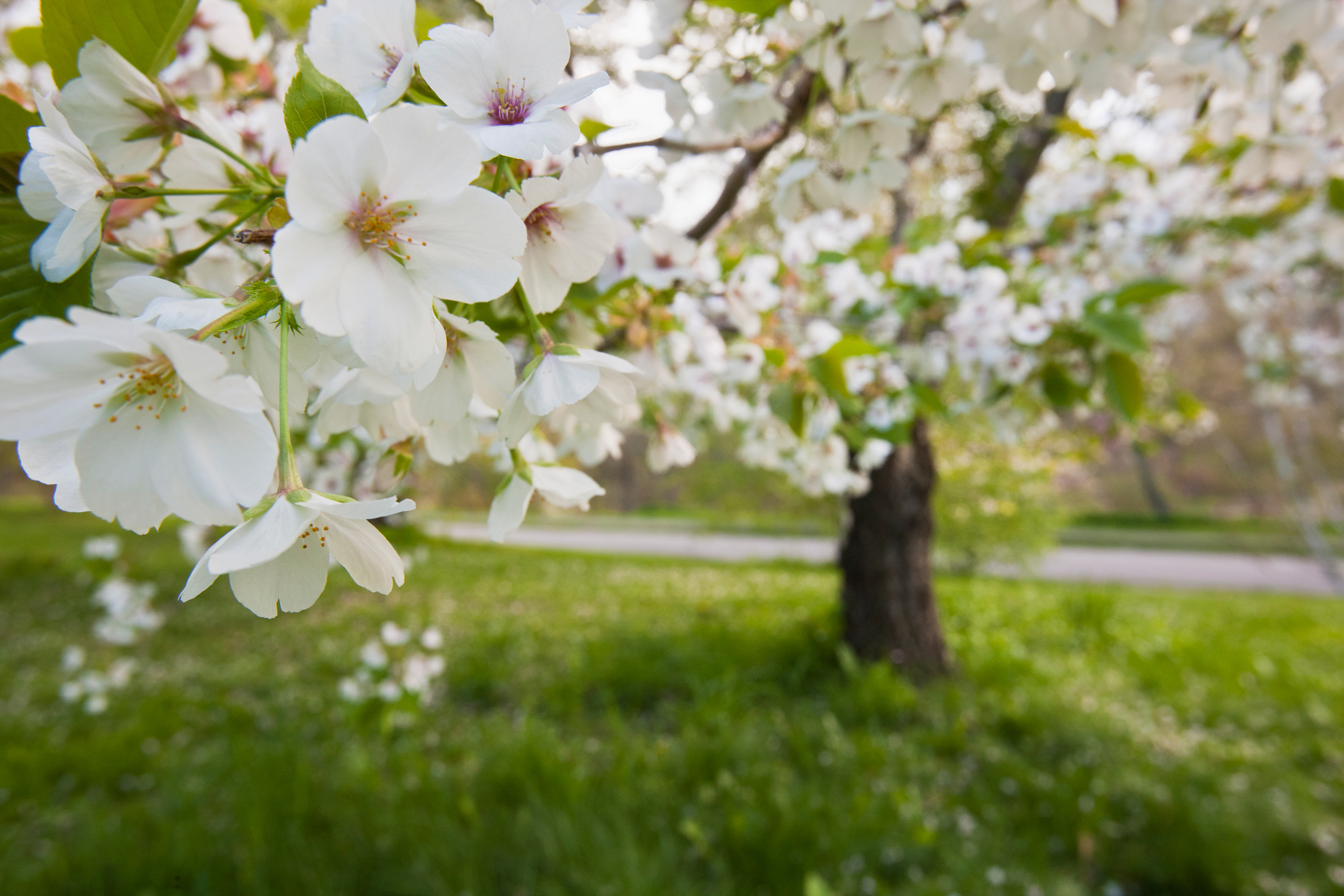 Cherry Blossoms in Arnold Arboretum, Jamaica Plain, Boston, Massachusetts