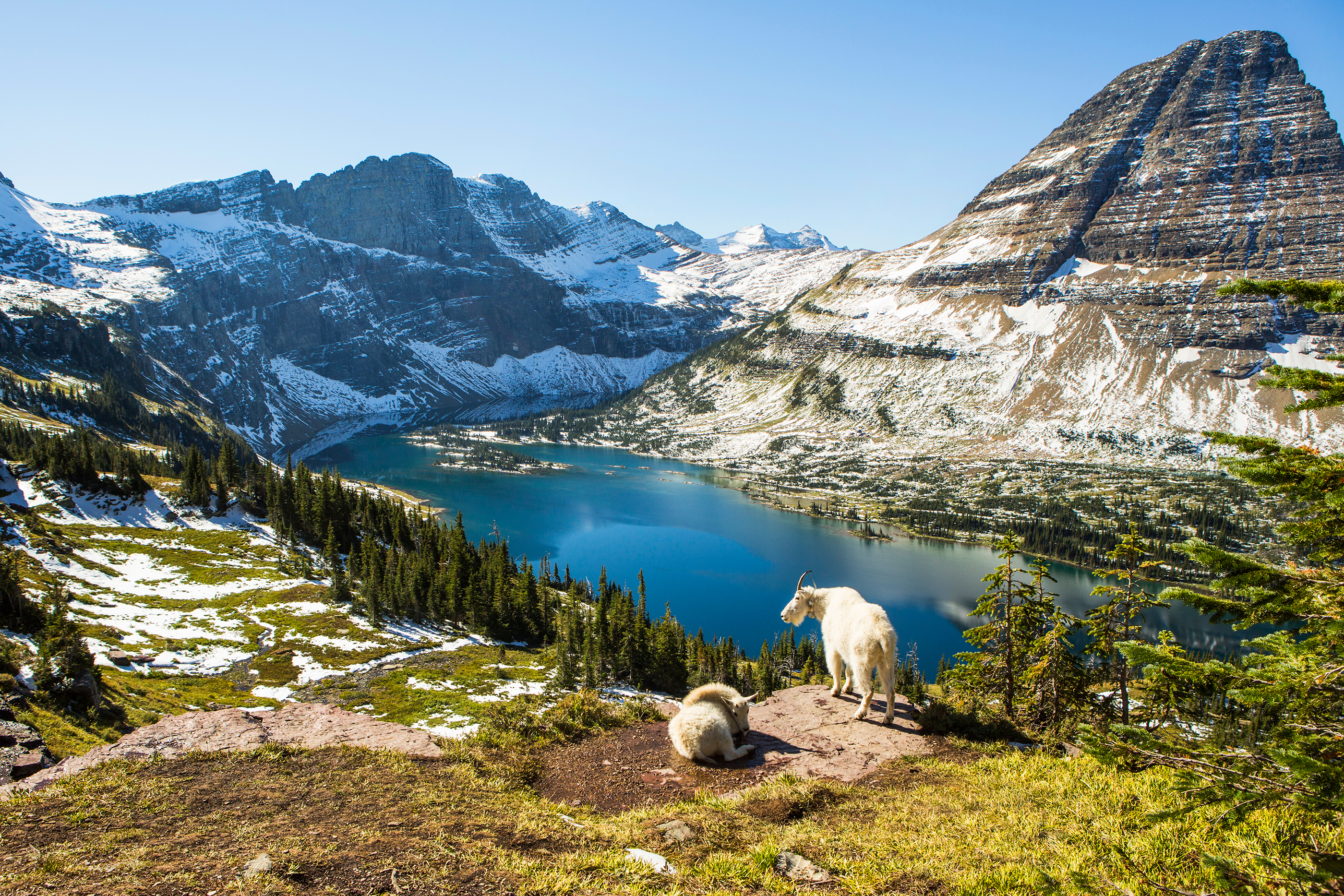 Goats standing on an overlook in Glacier National Park