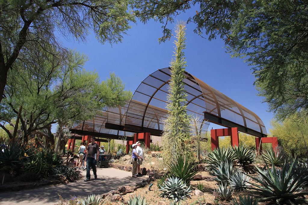 Desert Botanical Garden in Phoenix, AZ