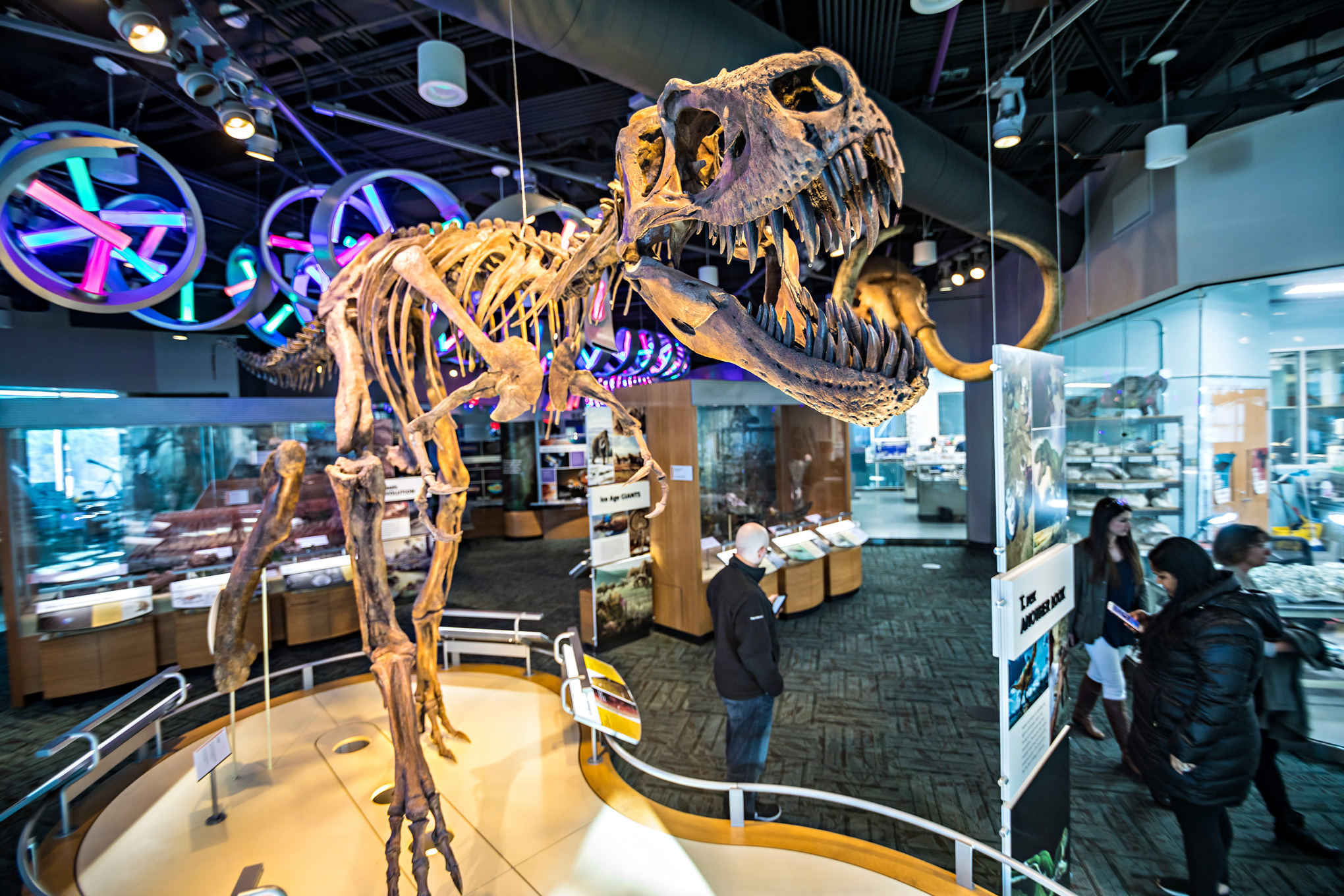 A T. rex fossil keeps watch at the North Carolina Museum of Natural Sciences.