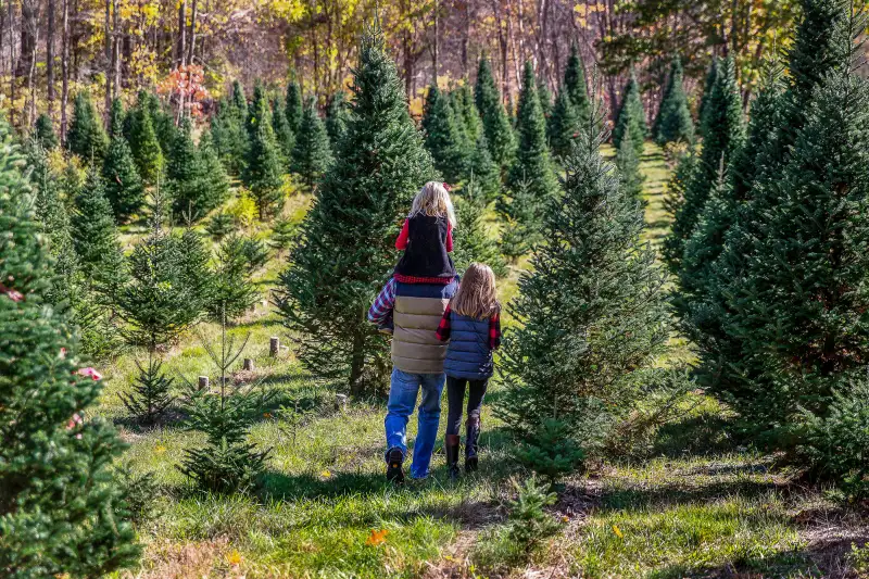 This Is The Best Day To Buy A Christmas Tree Money