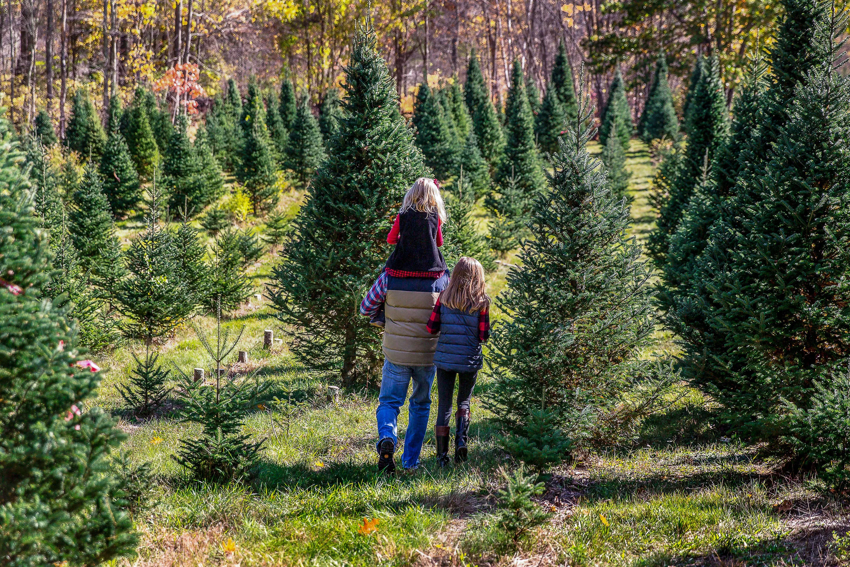 These Are the Best Days to Buy a Christmas Tree, According to an Analysis of 200,000 Sales