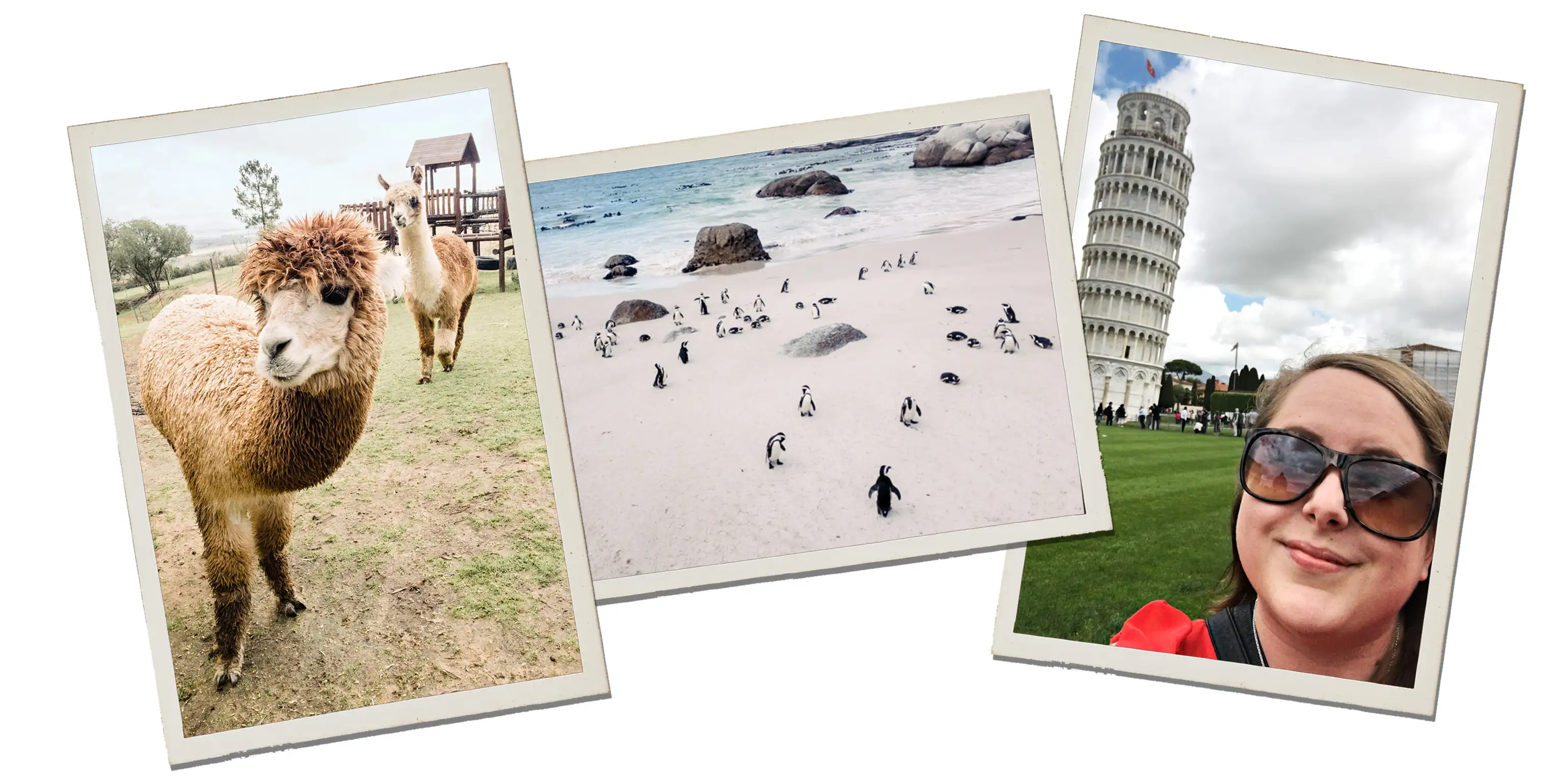 (Left to right) Alycia Moore, a wedding photographer, enjoyed a close encounter with an alpaca in South Africa; Moore also stumbled upon a colony of penguins at the beach near Simons Town; Moore poses with the Leaning Tower of Pisa.