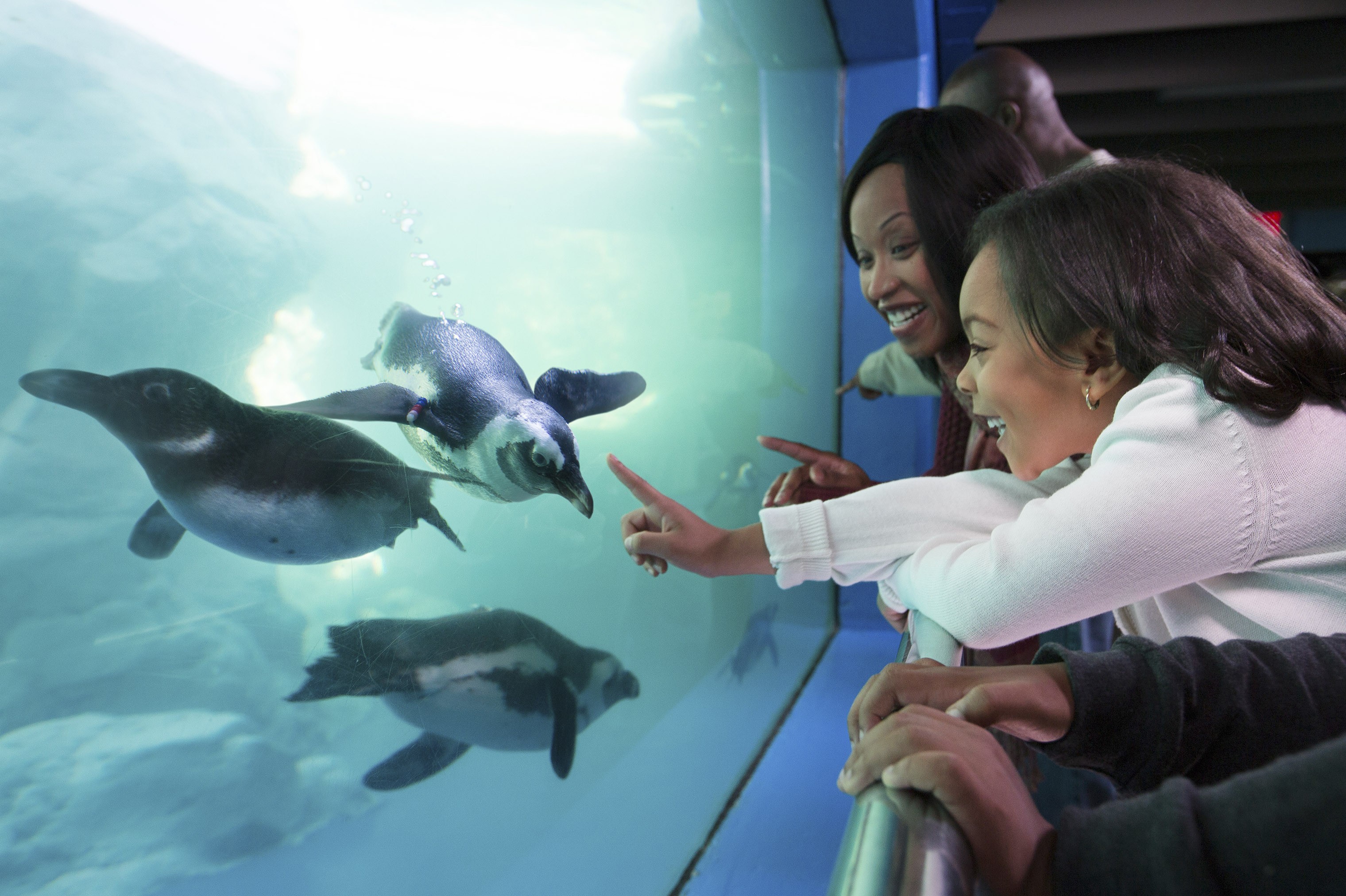 Visitors can meet wildlife up close at the national- award-winning Mystic Aquarium.