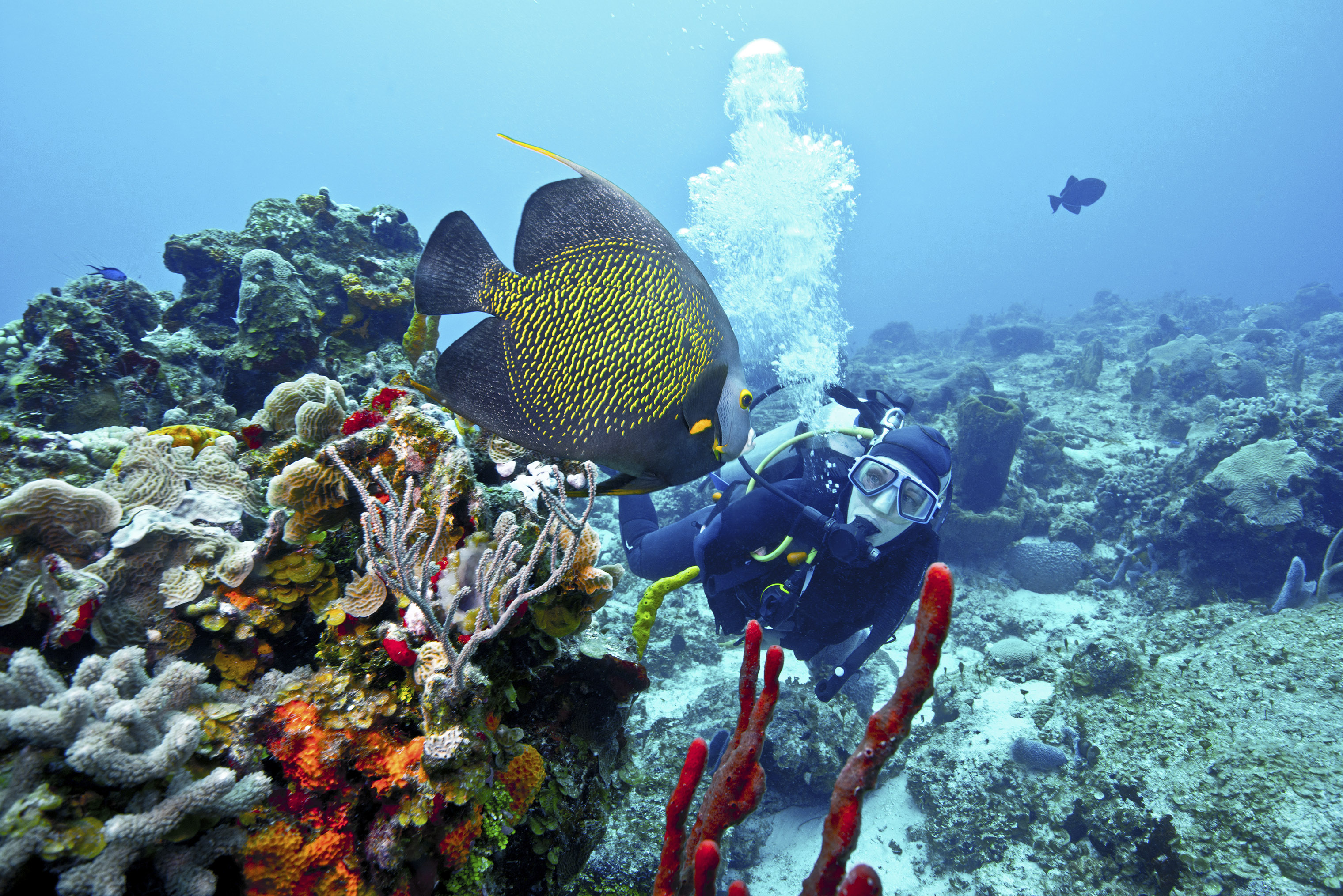 Snorkelers and divers can spot numerous sea creatures in Cozumelâ€™s waters.