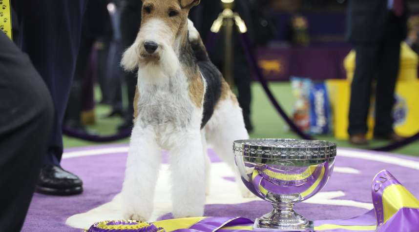 NEW YORK, USA - FEBRUARY 12: King, the wire hair fox terrier, poses after winning 'Best in Show' at the Westminster Kennel Club 143rd Annual Dog Show in Madison Square Garden in New York City, United States on February 12, 2019. (Photo by Atilgan Ozdil/Anadolu Agency/Getty Images)