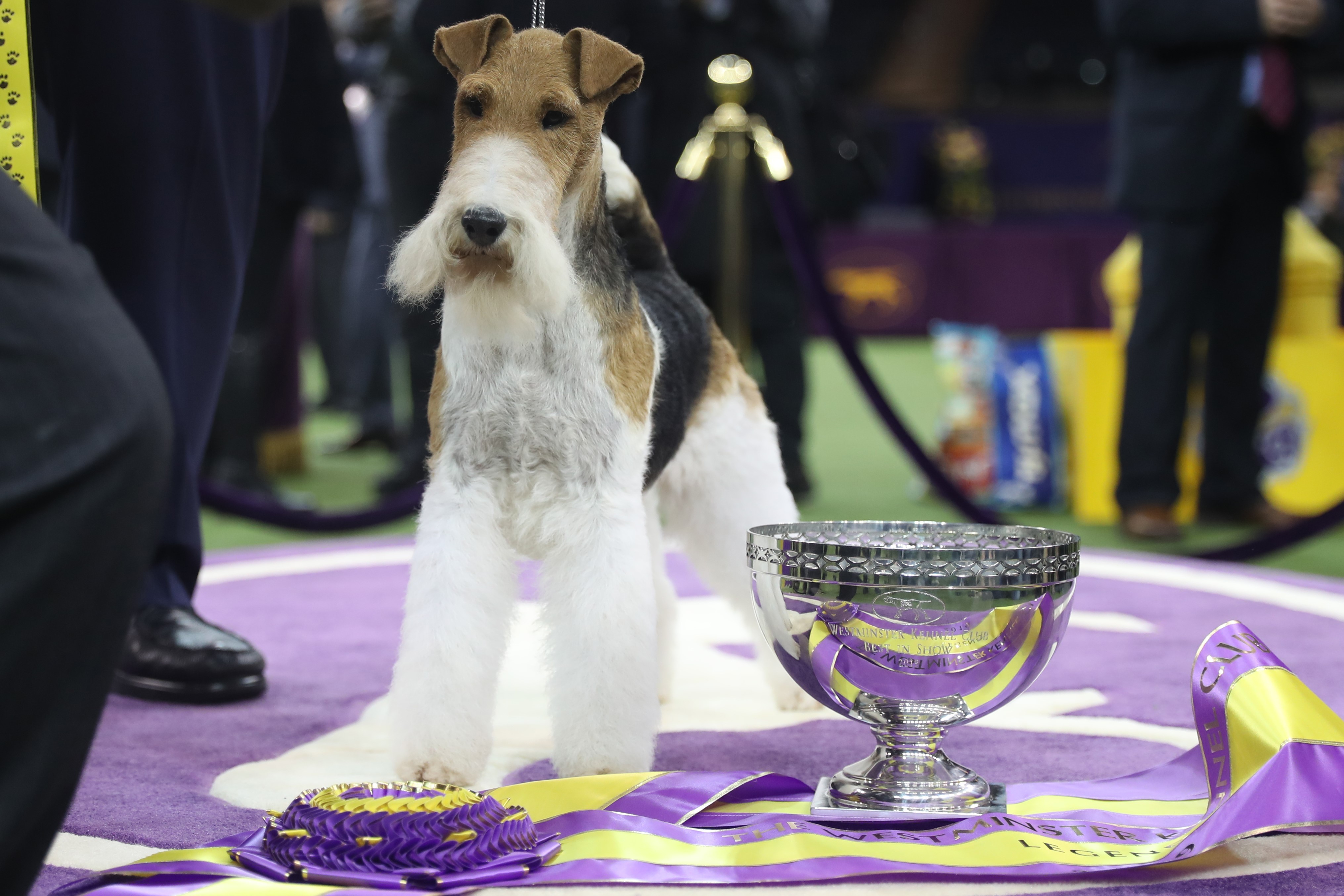 The Westminster Dog Show Winner Gets a Shocking Amount of Prize Money