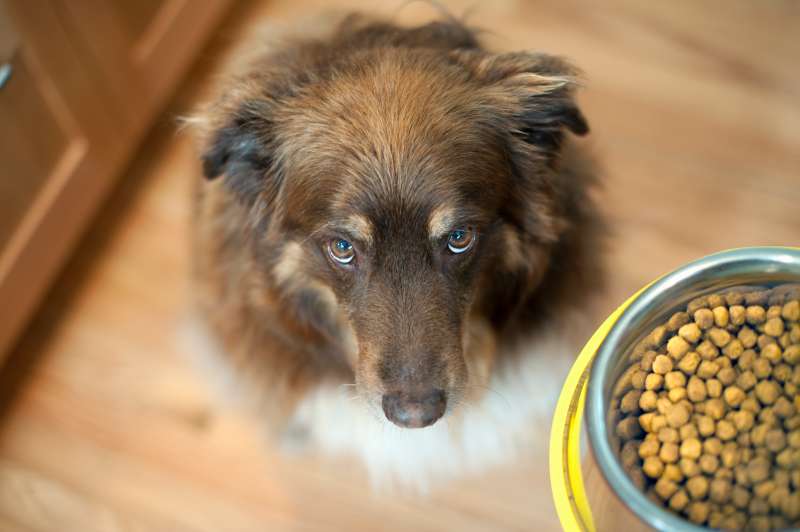 overhead view of dog looking up at bowl of food