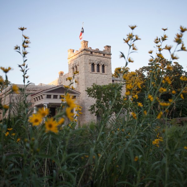 field of flowers with older building in the background in Hyde Park Austin, Texas