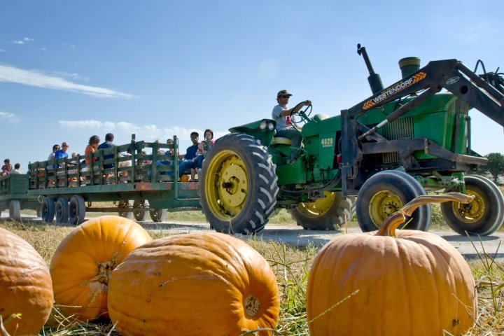 Tractor on a pumpkin patch in Bellevue, Nebraska