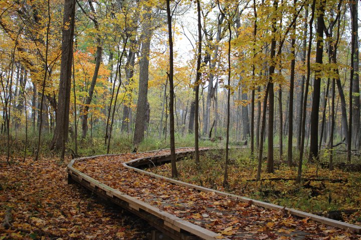 trail in the forest in vernon, illinois