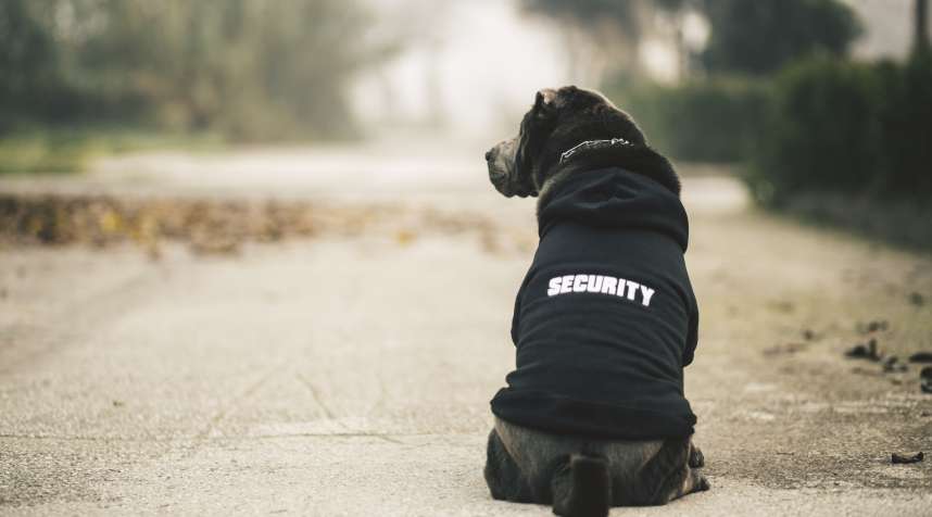 Despite the uniform, this is not an officially trained security dog as far as we know.