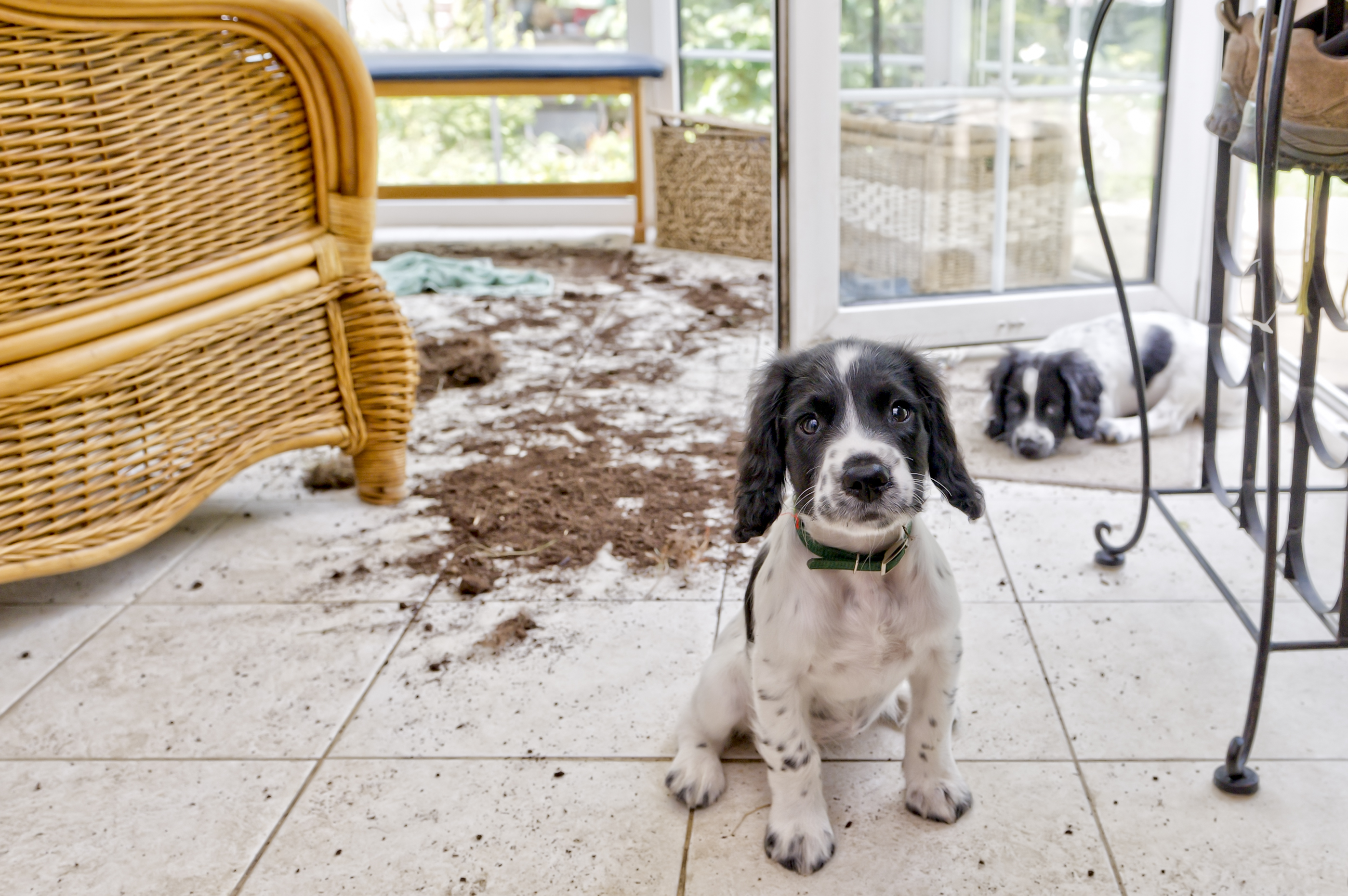 Your Dog Might Cost You Thousands When Your House Goes on the Market