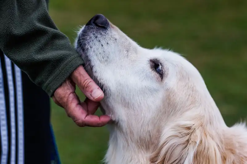 Cropped Image Of Dog