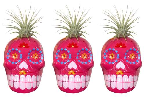 Trader Joe’s Is Selling $4 Sugar Skull Succulent Planters to Celebrate Day of the Dead