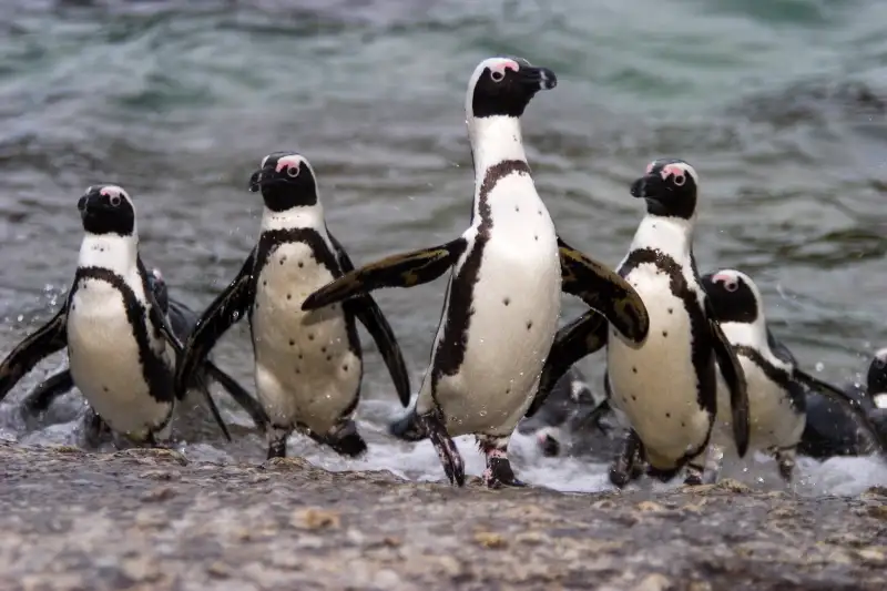 Jackass Pinguin, (Spheniscus demersus), Boulder's Beach, Capetown, South Africa