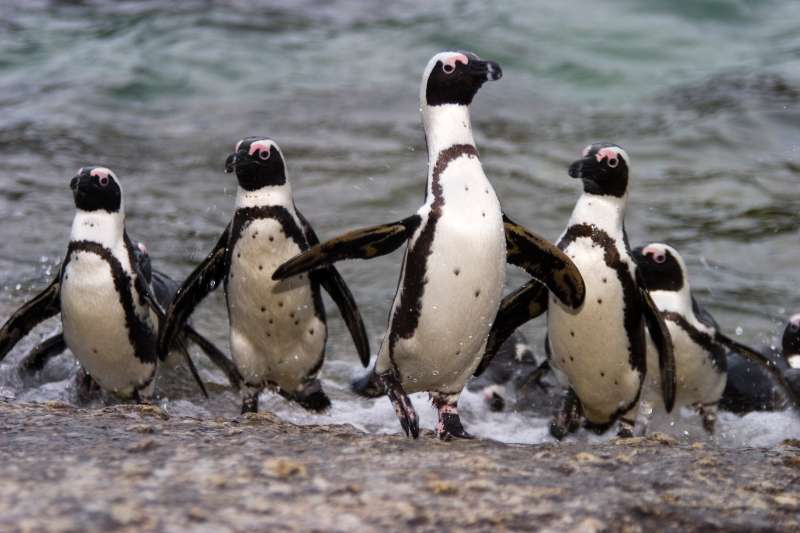 Penguins in South Africa.