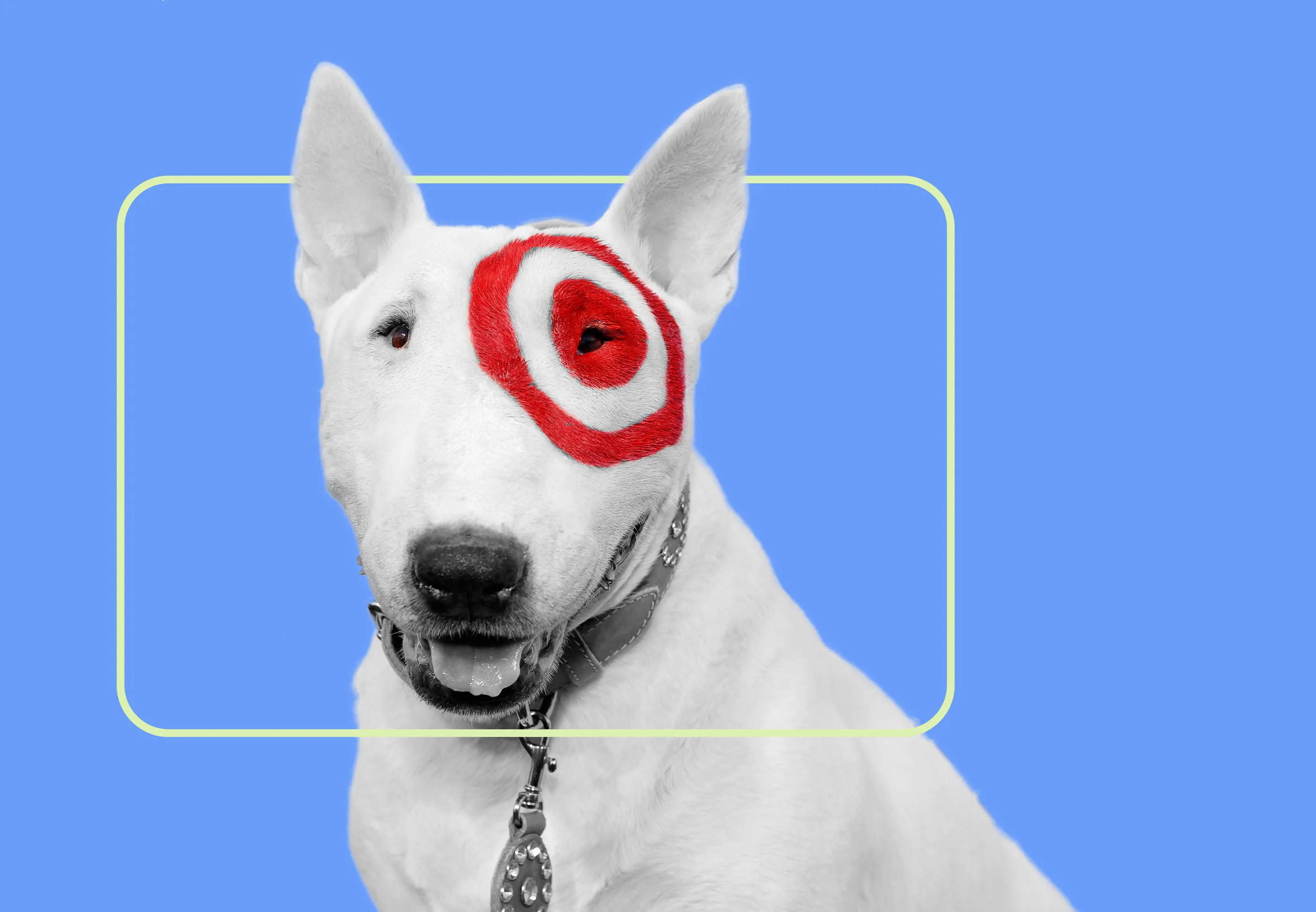 Dog best sale cones target